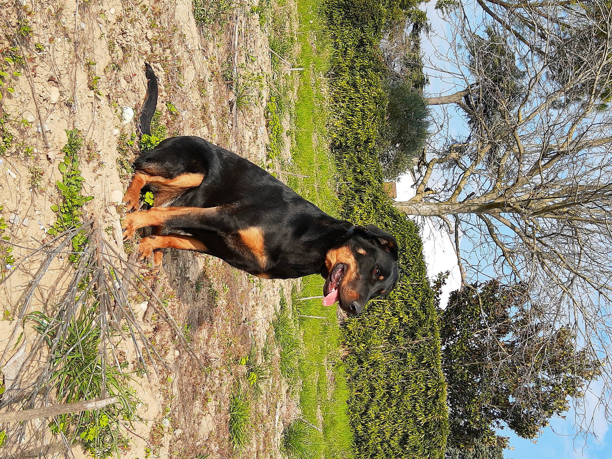 Patoune participe au concours pour gagner de l'argent avec cette photo : austrian_black_and_tan_hound, black_and_tan_coonhound, canidae, carnivore, dog, dog_breed, hunting_dog, rottweiler, sporting_group, transylvanian_hound