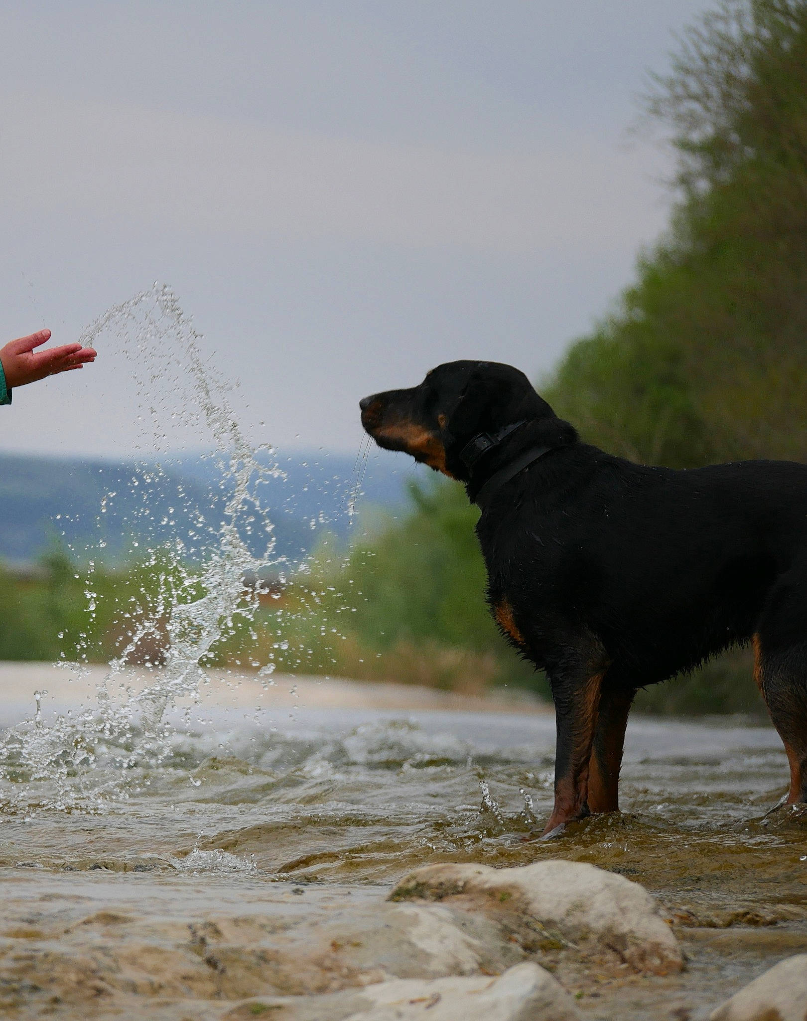 Patoune participe au concours pour gagner de l'argent avec cette photo : beauceron, canidae, carnivore, dog, dog_breed, guard_dog, huntaway, hunting_dog, mammal, montenegrin_mountain_hound, rottweiler, sporting_group, vertebrate, water, wave, working_dog