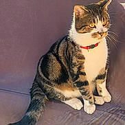 Lucky a rejoint le concours — aidez-le/la à gagner de superbes lots ! cat, tabby_cat, pet, animal, feline, sitting, fur, whiskers, collar, outdoor, sunlight, golden_eyes, tail, paws, alert, domestic_animal, cute, companionship, mammal, portrait