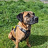 animal, attentive, brown_dog, canine, closeup, clouds, dandelion, dog, field, grass, greenery, harness, mammal, nature, outdoor, pet, portrait, sitting, sky, sunlight