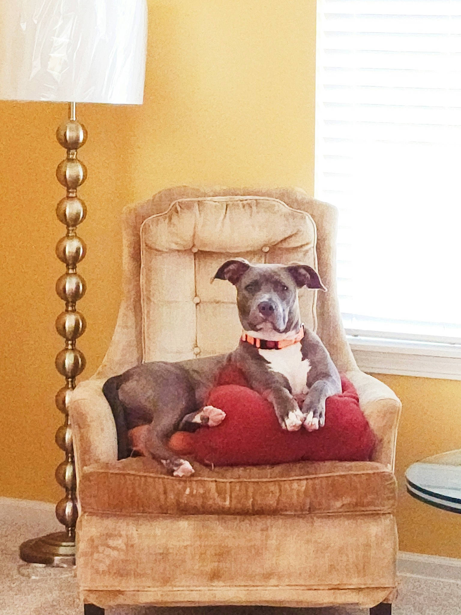 Hazel May is registered to the contest to win money with this photo: canidae, carnivore, comfort, companion_dog, couch, dog, dog_breed, dog_supply, fawn, furniture, hardwood, living_room, pet_supply, room, sporting_group, studio_couch, tail, window, wood, working_animal