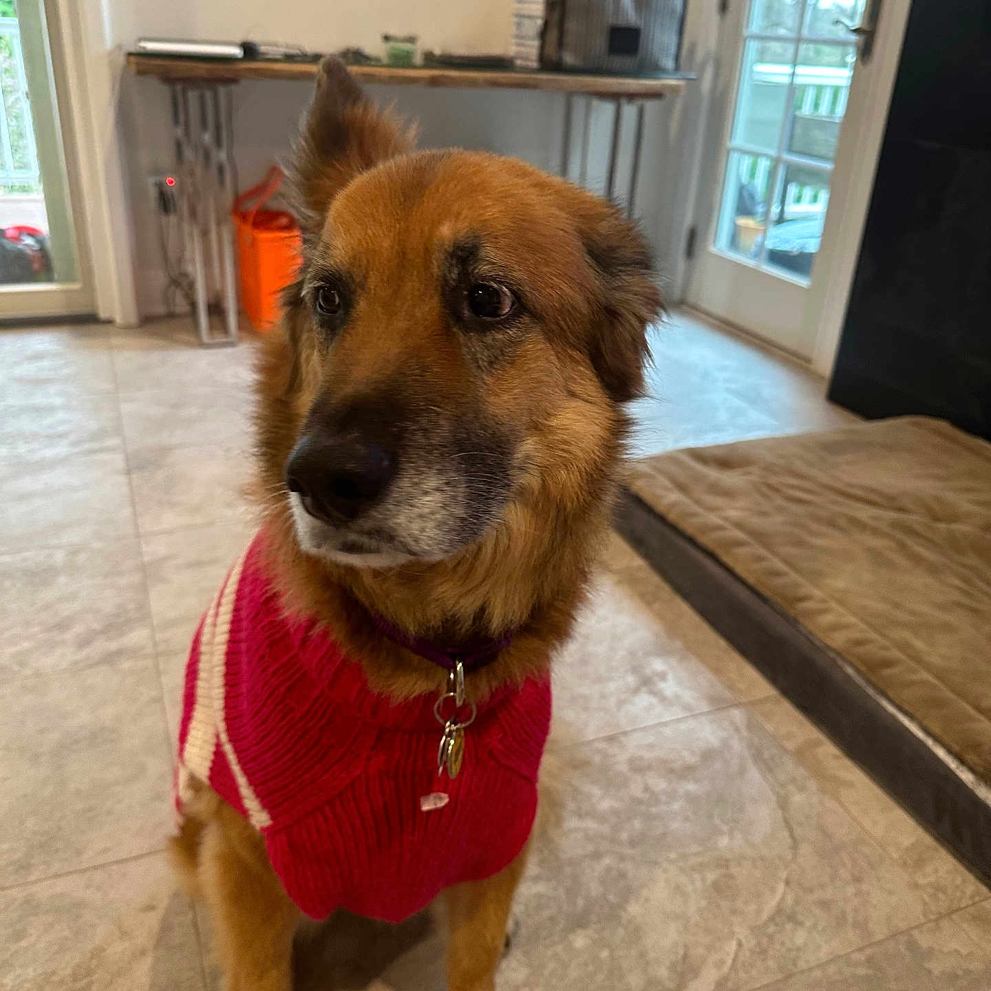 Gabriella joined the competition — help win amazing prizes! brown_dog, calm, collar, cozy, dog, dog_bed, domestic_animal, door, floor, furniture, home_interior, house, indoor, leash_tag, medium_sized_dog, pet, sweater, table, tile_floor, window