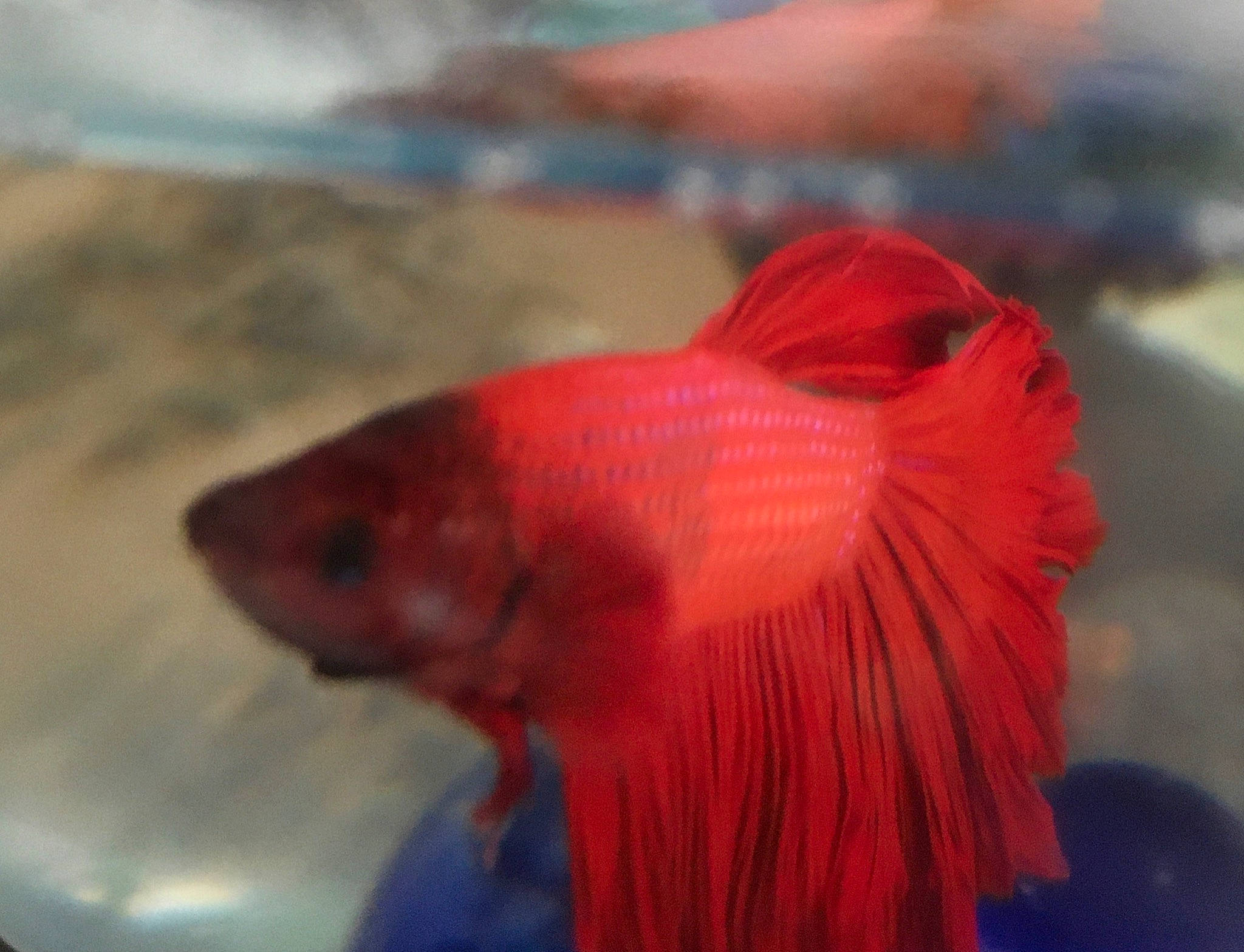 Rose participe au concours pour gagner de l'argent avec cette photo : adaptation, aquarium, electric_blue, eye, fish, flesh, goldfish, mouth, organism, red, tail