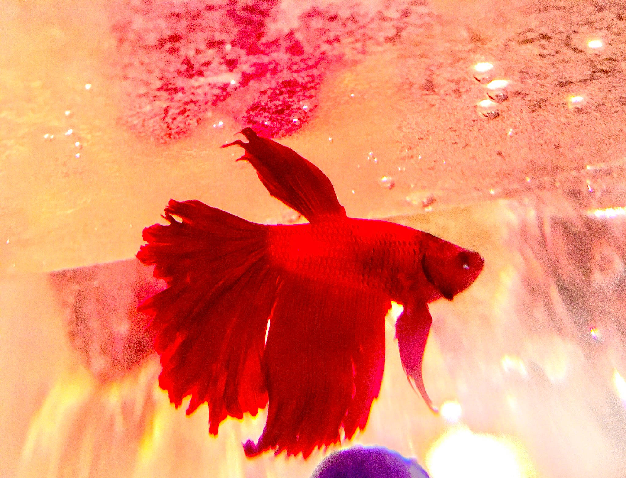 Rose participe au concours pour gagner de l'argent avec cette photo : feather, fictional_character, fish, flower, goldfish, magenta, organism, petal, pink, plant, red, tail, water, wing