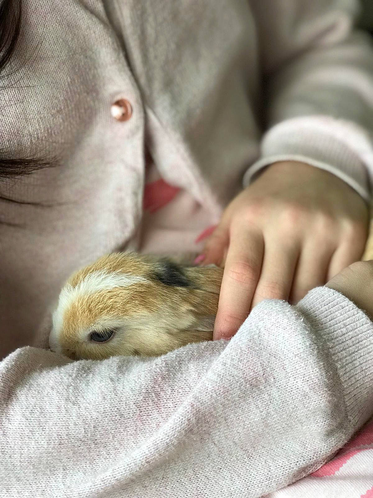 Lola a rejoint le concours — aidez-le/la à gagner de superbes lots ! child, claw, fawn, fur, gerbil, hamster, hand, muridae, muroidea, nail, paw, rodent, skin