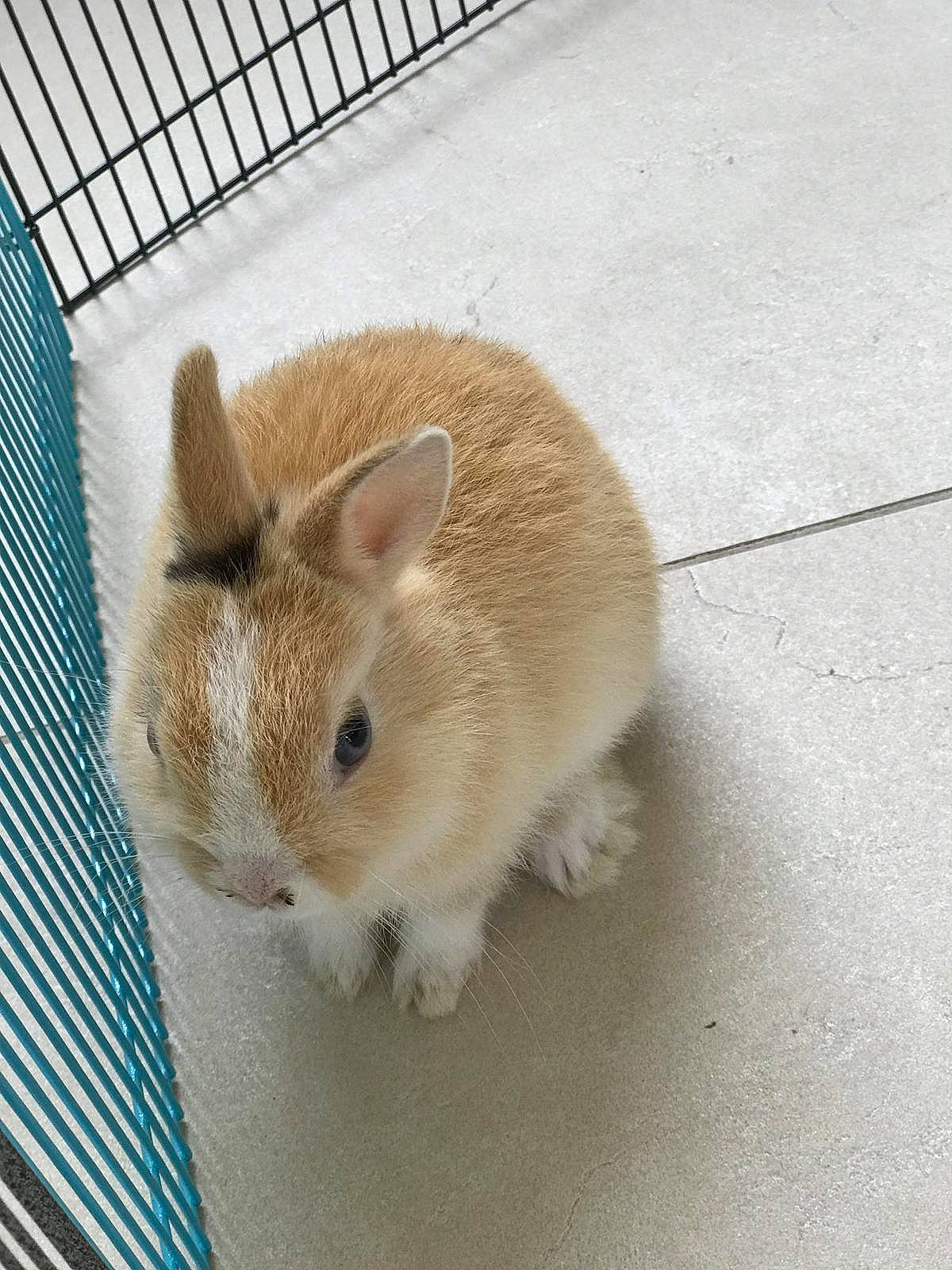 Lola participe au concours pour gagner de l'argent avec cette photo : animal_shelter, beige, cage, domestic_rabbit, ear, fawn, hare, mammal, rabbit, rabbits_and_hares, rodent, skin, snout, vertebrate, whiskers