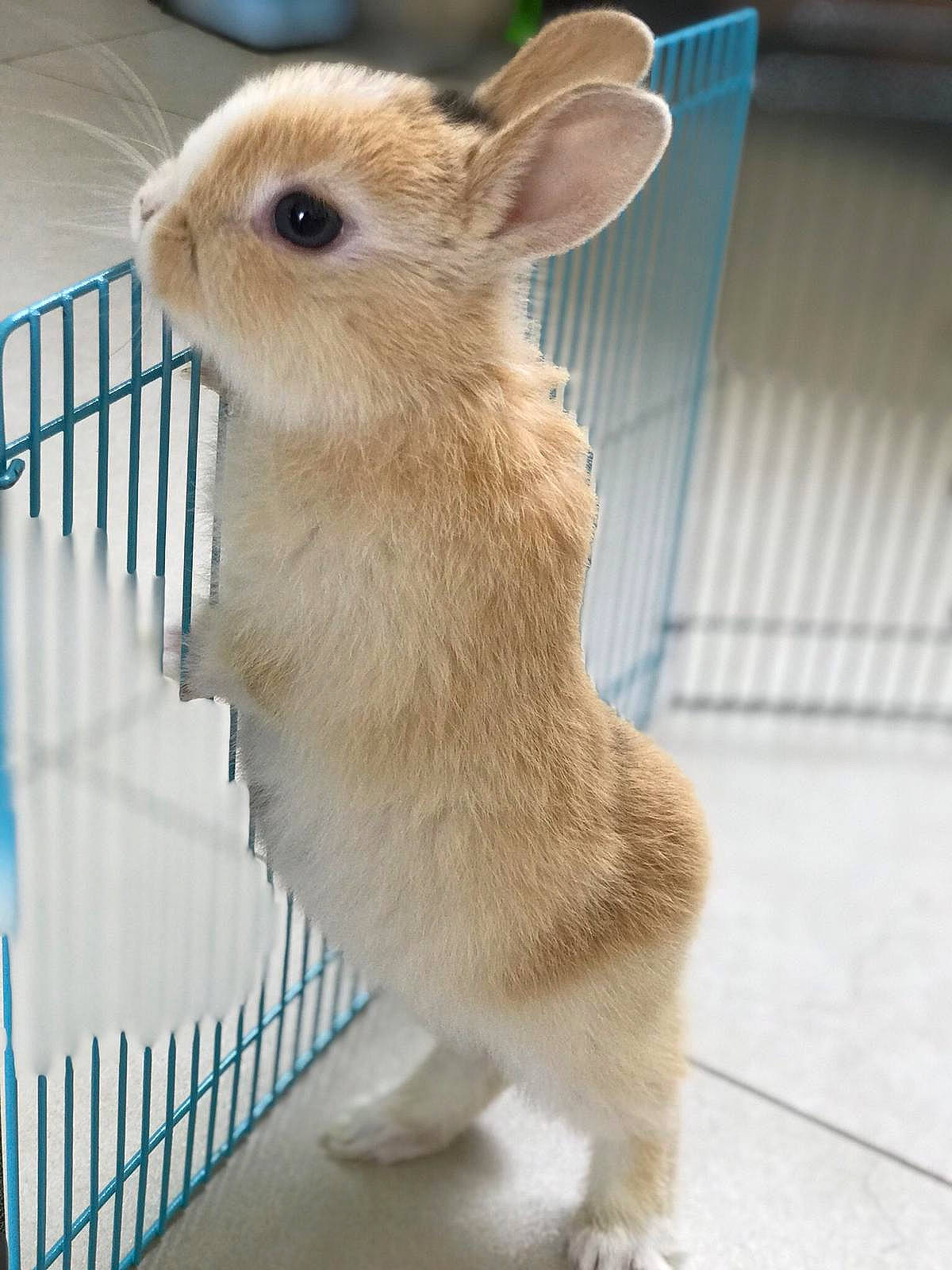 Lola participe au concours pour gagner de l'argent avec cette photo : animal_shelter, beige, cage, domestic_rabbit, ear, fawn, hare, mammal, organism, rabbit, rabbits_and_hares, rodent, skin, snout, vertebrate, whiskers