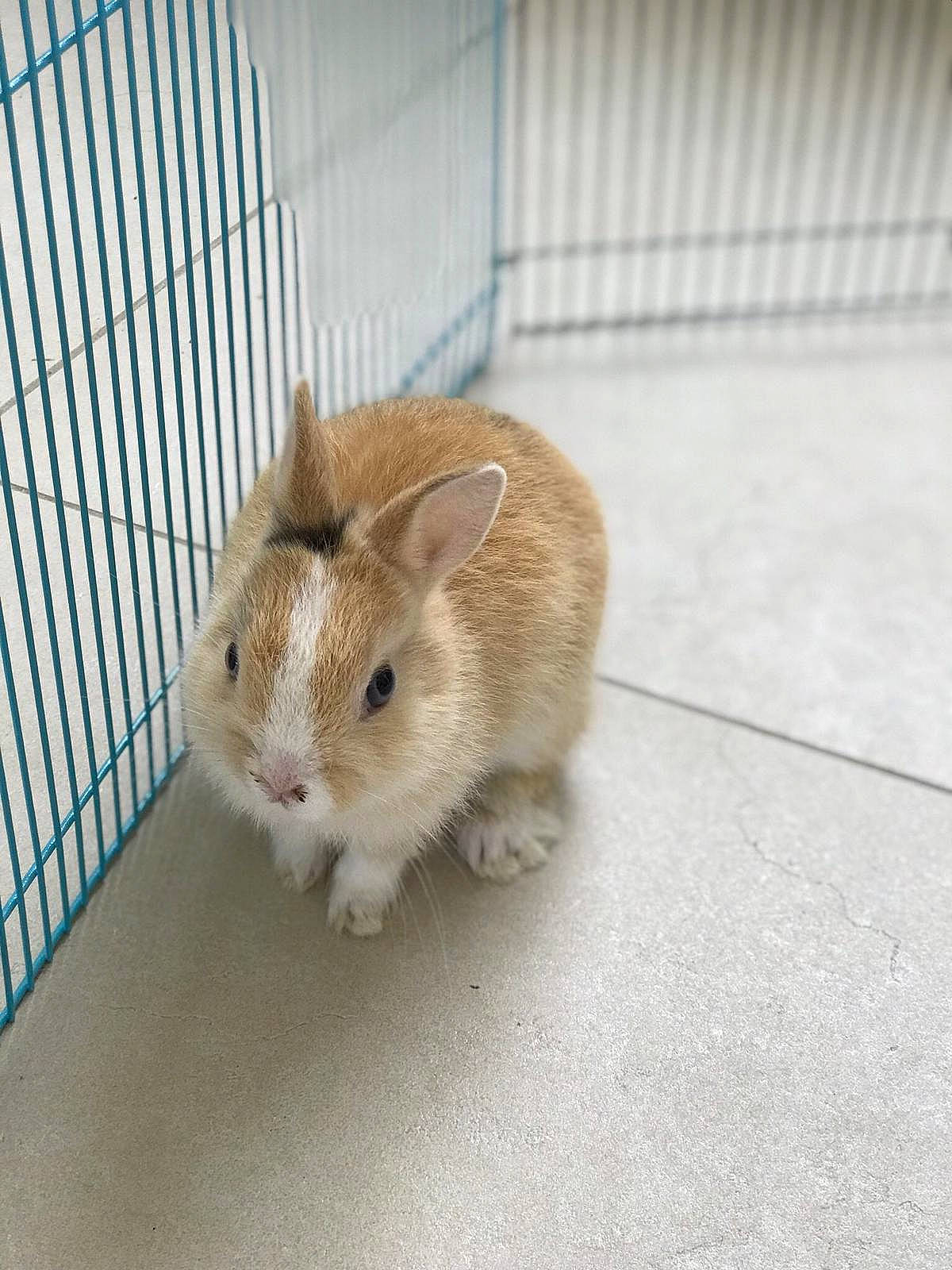 Lola a rejoint le concours — aidez-le/la à gagner de superbes lots ! animal_shelter, beige, cage, degu, domestic_rabbit, ear, fawn, gerbil, hamster, mammal, muridae, muroidea, organism, rabbit, rabbits_and_hares, rodent, skin, snout, vertebrate, whiskers