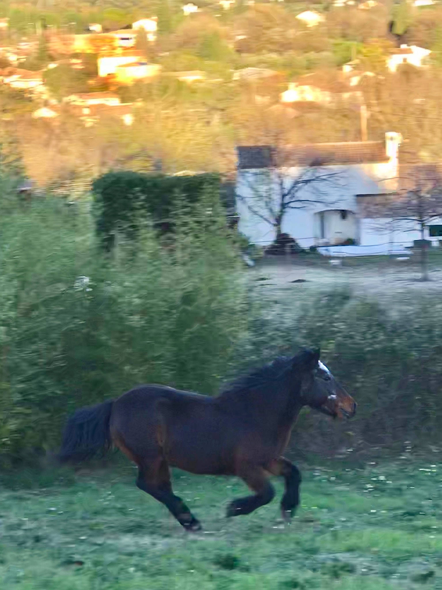 Princesse Layla participe au concours pour gagner de l'argent avec cette photo : grass, grazing, horse, landscape, livestock, mammal, mane, mare, mustang_horse, pack_animal, pasture, plant, pony, snout, stallion, vertebrate, wildlife