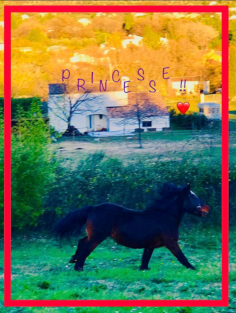 Princesse Layla participe au concours pour gagner de l'argent avec cette photo : grassland, horse, livestock, mane, mare, mustang_horse, plant, pony, shetland_pony, stallion, wildflower, wildlife