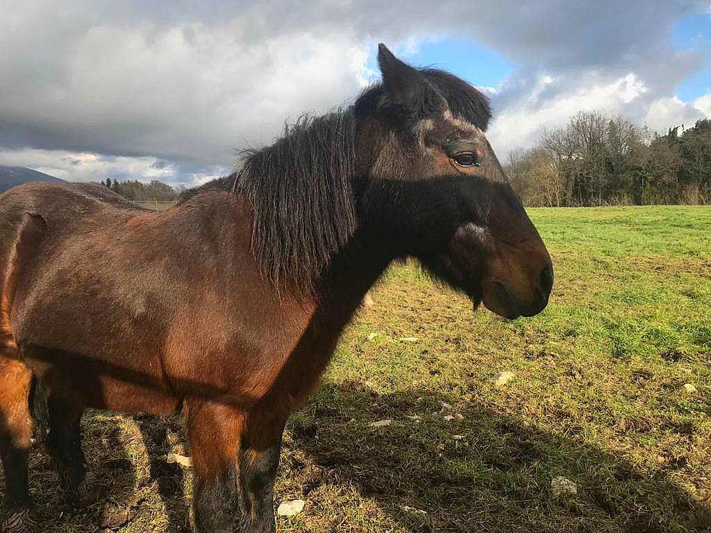 Princesse Layla participe au concours pour gagner de l'argent avec cette photo : grassland, horse, livestock, mammal, mane, mare, mustang_horse, pack_animal, pasture, pony, sky, stallion, terrestrial_animal, vertebrate