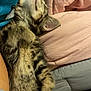 Bob is registered to the contest to win money with this photo: kitten, sleeping, tabby, fur, paw, blanket, bed, cozy, cute, animal, pet, rest, soft, nap, domestic_animal, feline, young, comfort, relaxation, indoor