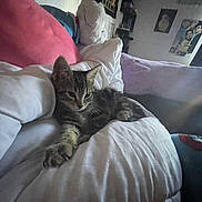 Bob joined the competition — help win amazing prizes! kitten, cat, tabby, blanket, cushion, indoor, resting, feline, cute, pet, sleepy, fur, pillow, cozy, relaxed, animal, young, soft, home, comfort