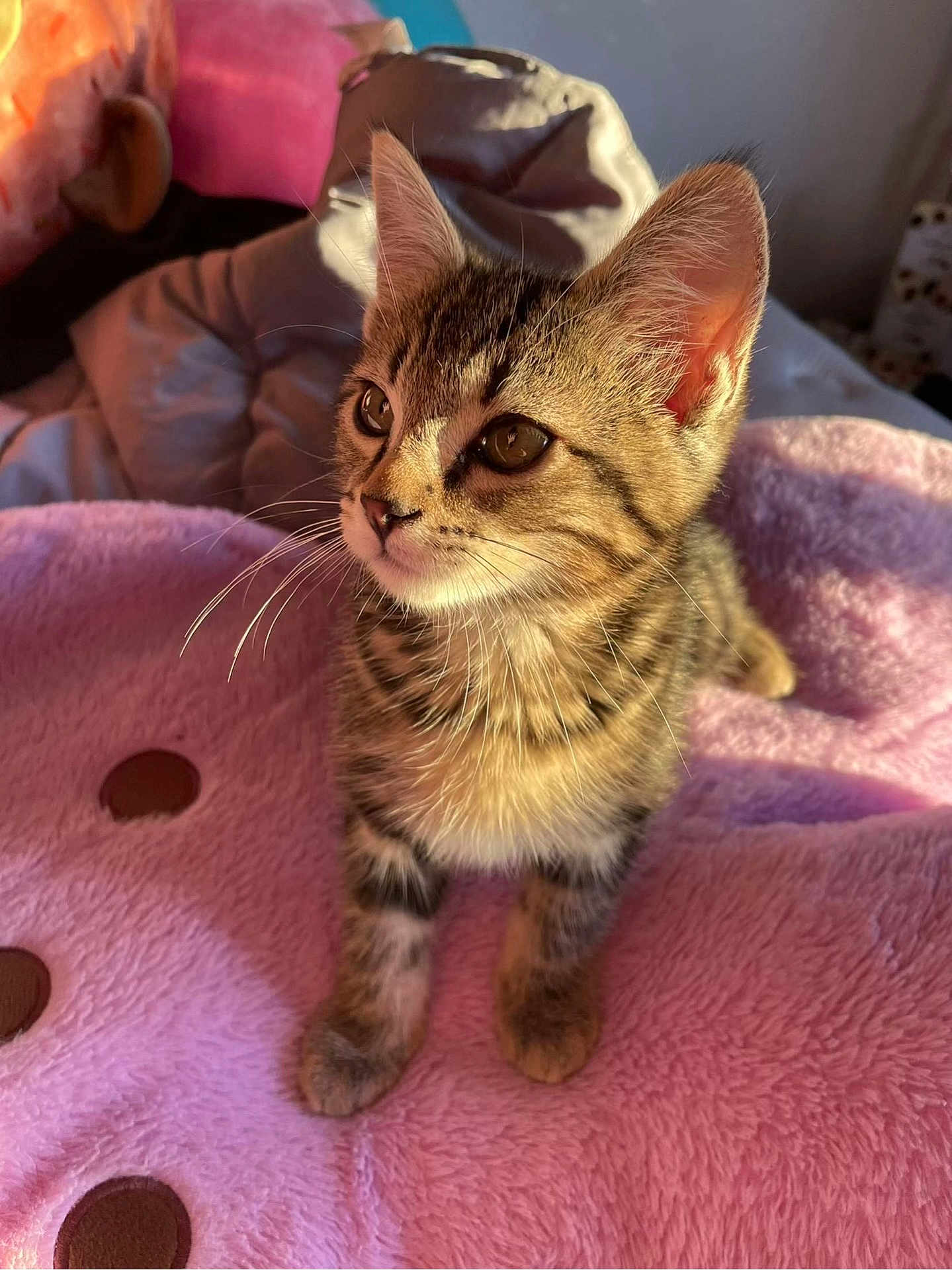 Bob is registered to the contest to win money with this photo: kitten, cat, tabby, fur, whiskers, pet, animal, cute, feline, young, soft, blanket, pink, cozy, indoor, sunlight, portrait, close_up, sitting, curious