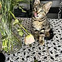 Bob joined the competition — help win amazing prizes! kitten, tabby, cat, playful, tongue_out, tablecloth, graduation_theme, flower_vase, flowers, drooping_flower, indoor, pet, young_cat, curious, feline, sitting, close_up, domestic_cat, black_chair, home