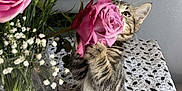 Bob joined the competition — help win amazing prizes! kitten, cat, flower, rose, bouquet, vase, tablecloth, indoor, tabby, pet, playful, curious, plant, stem, feline, animal, domestic, front_paws, pink, closeup
