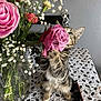 kitten, cat, flower, rose, bouquet, vase, tablecloth, indoor, tabby, pet, playful, curious, plant, stem, feline, animal, domestic, front_paws, pink, closeup