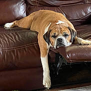 Tobie joined the competition — help win amazing prizes! dog, brown_leather_couch, relaxed, sleepy, indoor, pet, toy, rug, paw, furniture, canine, home, resting, living_room, mammal, domestic_animal, companion, laying_down, cute, animal