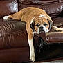dog, brown_leather_couch, relaxed, sleepy, indoor, pet, toy, rug, paw, furniture, canine, home, resting, living_room, mammal, domestic_animal, companion, laying_down, cute, animal