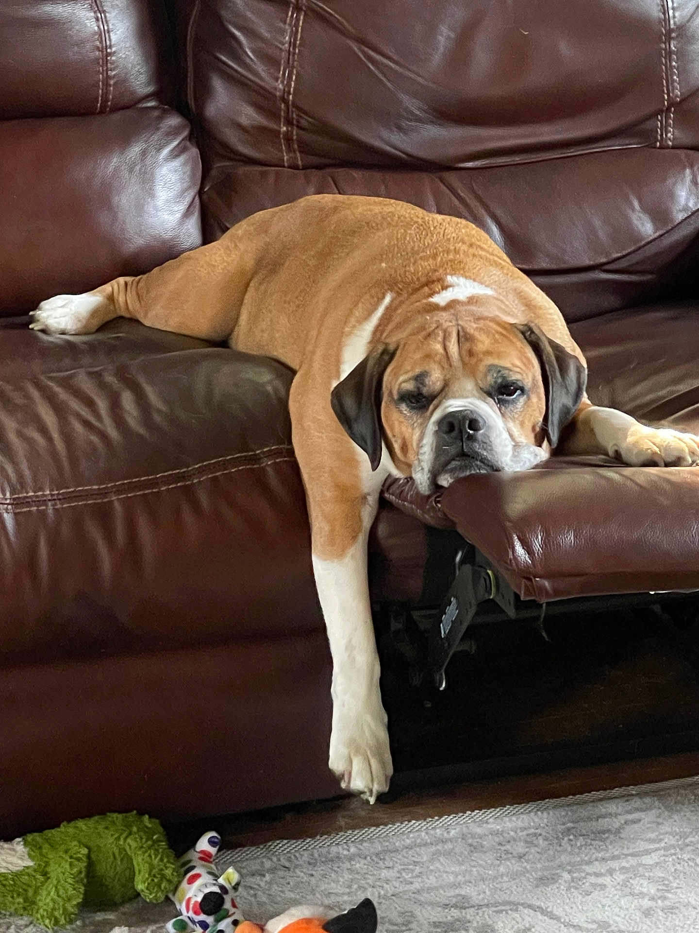Tobie joined the competition — help win amazing prizes! dog, brown_leather_couch, relaxed, sleepy, indoor, pet, toy, rug, paw, furniture, canine, home, resting, living_room, mammal, domestic_animal, companion, laying_down, cute, animal