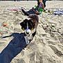amusement_park, beach, buildings, child, clothing, daytime, dog, ferris_wheel, girl, outdoor, playing, puppy, sand, sand_toys, shadow, summer, sunny, towel, toys, vacation