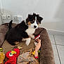 puppy, dog, pet_bed, toy, plush_toy, rubber_chicken, parrot_toy, blanket, floor_tile, wall, electrical_outlet, brown, black, white, tan, indoor, playful, motion_blur, animal, cute