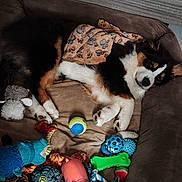 Amy participe au concours pour gagner de l'argent avec cette photo : animal, black_white_brown, blanket, colorful, cozy, cute, dog, dog_bed, fur, green_bone_toy, indoor, paw_prints, pet, pink_pig_toy, plush_toy, relaxed, resting, rope_toy, tennis_ball, toys