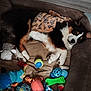 animal, black_white_brown, blanket, colorful, cozy, cute, dog, dog_bed, fur, green_bone_toy, indoor, paw_prints, pet, pink_pig_toy, plush_toy, relaxed, resting, rope_toy, tennis_ball, toys