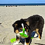 Amy a rejoint le concours — aidez-le/la à gagner de superbes lots ! animal, beach, dog, green_toy, leash, ocean, outdoor, people, pet, playful, puppy, sand, shore, sky, summer, sunny, toy, tricolor, water, young_dog