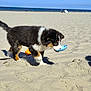Amy a rejoint le concours — aidez-le/la à gagner de superbes lots ! animal, beach, blue_sky, curious, daytime, dog, leash, nature, ocean, outdoor, pet, playful, puppy, sand, small_dog, sunny, toy, tricolor, walking, young_dog