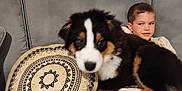 Amy participe au concours pour gagner de l'argent avec cette photo : boy, canine, carpet, casual, child, clothing, couch, cozy, dog, furniture, home, indoor, living_room, pet, pillow, puppy, relaxing, smiling, tricolor, young_boy