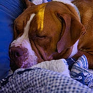 Lyla joined the competition — help win amazing prizes! dog, sleeping, brown_dog, white_markings, quilt, blanket, cozy, indoor, resting, close_up, pet, canine, nap, soft_fabric, warm_light, relaxed, ear, snout, fur, collar