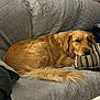 dog, golden_retriever, couch, pillow, quilted, indoor, pet, resting, relaxed, fur, striped, home, cozy, animal, canine, furniture, laying_down, domestic, companion, sleepy