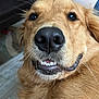 Tori is registered to the contest to win money with this photo: dog, golden_retriever, close_up, face, nose, teeth, whiskers, fur, indoor, pet, canine, playful, cute, animal, muzzle, expression, friendly, portrait, domestic_animal, funny_face