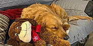 Tori joined the competition — help win amazing prizes! dog, golden_retriever, stuffed_animal, plush_toy, couch, blanket, sleeping, pet, indoor, cozy, comfort, fur, animal, resting, home, living_room, wear_and_tear, red_scarf, brown, relaxation