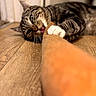 Max joined the competition — help win amazing prizes! cat, tabby_cat, pet, animal, indoor, wooden_floor, playful, bite, paw, whiskers, closeup, feline, household, cute, fur, claws, tongue, relaxed, focus, background_blur
