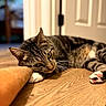 Max joined the competition — help win amazing prizes! cat, tabby_cat, indoor, wooden_floor, cushion, relaxing, resting, pet, animal, fur, whiskers, paws, closeup, domestic_cat, cute, cozy, sleepy, home, soft_light, portrait