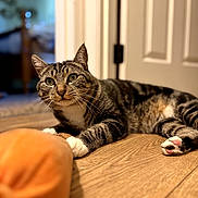 Max joined the competition — help win amazing prizes! cat, tabby_cat, pet, indoor, wooden_floor, paws, curious, animal, feline, close_up, door, household, fur, whiskers, playful, relaxed, domestic_animal, focus, orange_object, background_blur