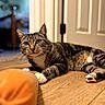 animal, background_blur, cat, close_up, curious, domestic_animal, door, feline, focus, fur, household, indoor, orange_object, paws, pet, playful, relaxed, tabby_cat, whiskers, wooden_floor