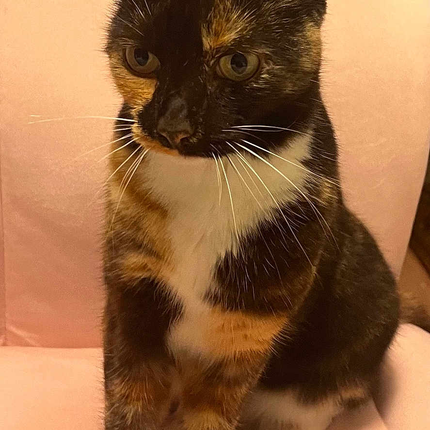 Princess