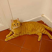 Curly a rejoint le concours — aidez-le/la à gagner de superbes lots ! cat, orange_tabby, floor, tile, indoor, pet, animal, corner, relaxed, lying_down, fur, whiskers, ears, tail, looking, curious, domestic, mammal, home, quiet