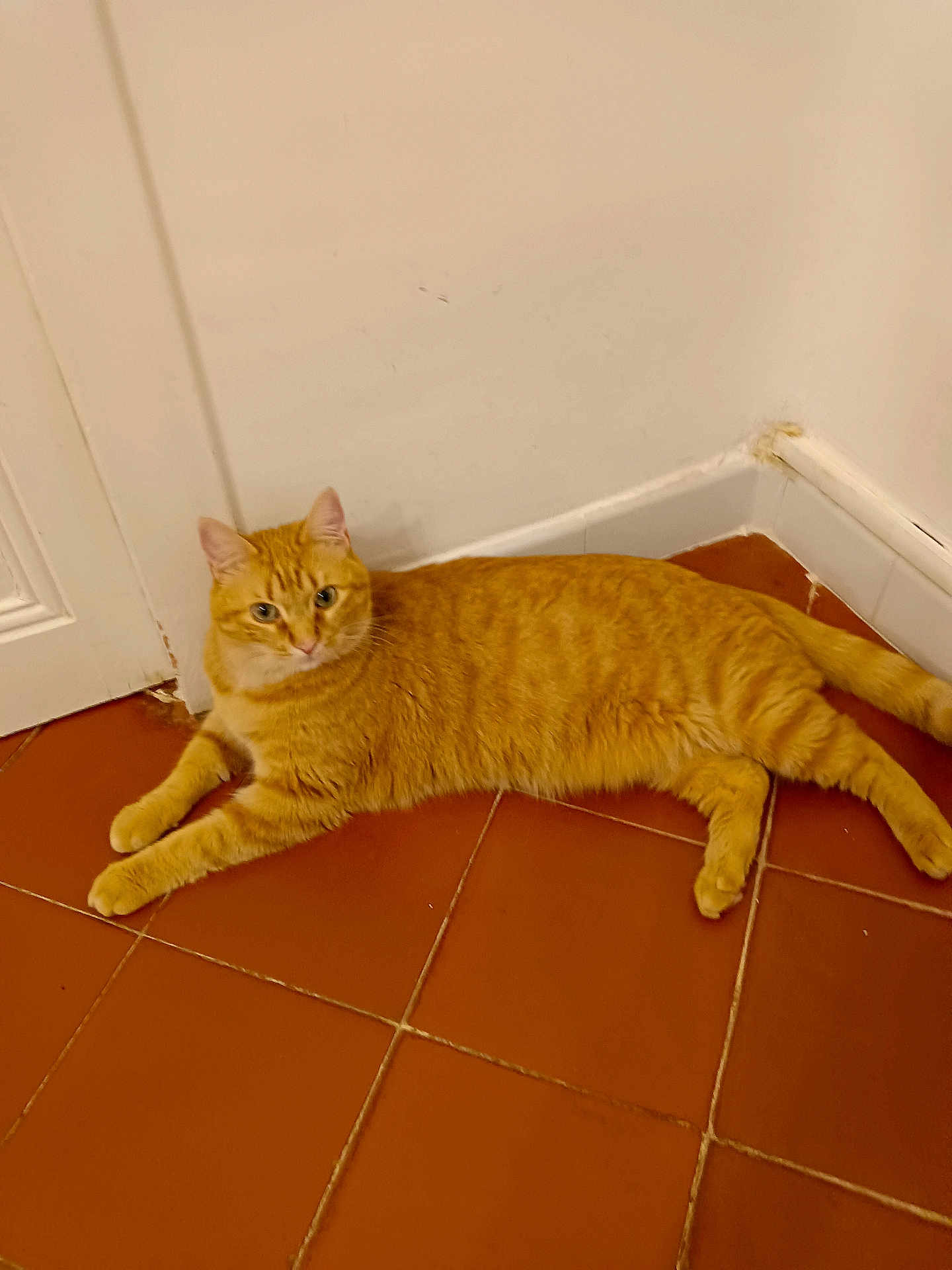 Curly a rejoint le concours — aidez-le/la à gagner de superbes lots ! cat, orange_tabby, floor, tile, indoor, pet, animal, corner, relaxed, lying_down, fur, whiskers, ears, tail, looking, curious, domestic, mammal, home, quiet