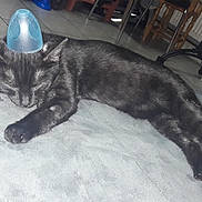 Crevette a rejoint le concours — aidez-le/la à gagner de superbes lots ! black_cat, carnivore, cat, domestic_short_haired_cat, felidae, small_to_medium_sized_cats, tail, whiskers