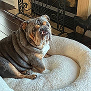 Theo is registered to the contest to win money with this photo: animal, brown_dog, bulldog, comfort, cozy, cute, decorative_ironwork, dog_bed, fireplace, fluffy_bed, furniture, home, indoor, looking, pet, portrait, resting, sitting, statue, wood_floor