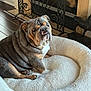 animal, brown_dog, bulldog, comfort, cozy, cute, decorative_ironwork, dog_bed, fireplace, fluffy_bed, furniture, home, indoor, looking, pet, portrait, resting, sitting, statue, wood_floor