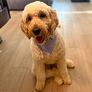 Phoenix joined the competition — help win amazing prizes! animal, bandana, blurry_background, canine, closeup, companion, curly_fur, cute, dog, domestic, floor, friendly, fur, happy, household, indoor, pet, sitting, smiling, wooden_floor