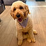 animal, bandana, blurry_background, canine, closeup, companion, curly_fur, cute, dog, domestic, floor, friendly, fur, happy, household, indoor, pet, sitting, smiling, wooden_floor