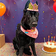 Coco joined the competition — help win amazing prizes! accessory, balloons, bandana, birthday, black_dog, cake, candles, celebration, confetti, crown, cute, dog, floor, happy, indoor, party, pet, portrait, sitting, studio_backdrop