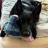 Coco joined the competition — help win amazing prizes! animal, bed, bedroom, black_dog, blanket, canine, closeup, comfort, cozy, dog, ears, fur, home, indoor, lying_down, nostalgic, pet, relaxed, stuffed_toy, toy