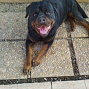 Orko participe au concours pour gagner de l'argent avec cette photo : rottweiler, dog, pet, smiling, tongue_out, outdoor, stone_patio, tile_floor, happy, canine, animal, fur, mammal, laying_down, resting, black_and_brown, close_up, friendly, companion, playful